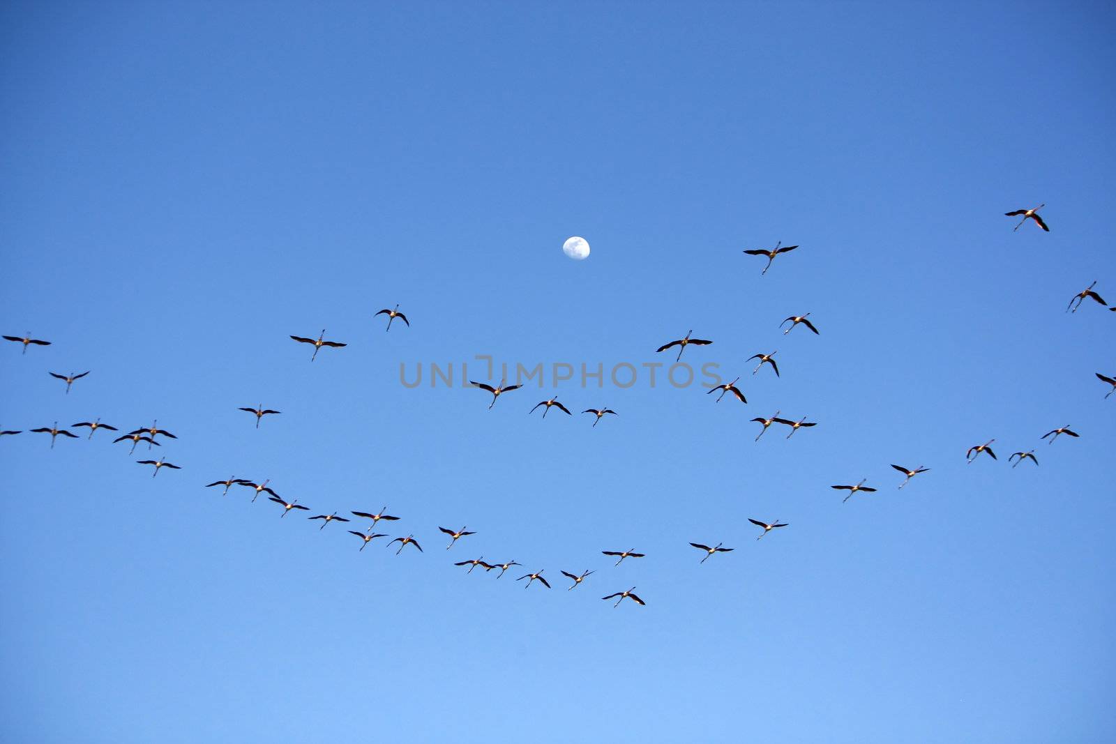 Many flamingos on the sky by membio