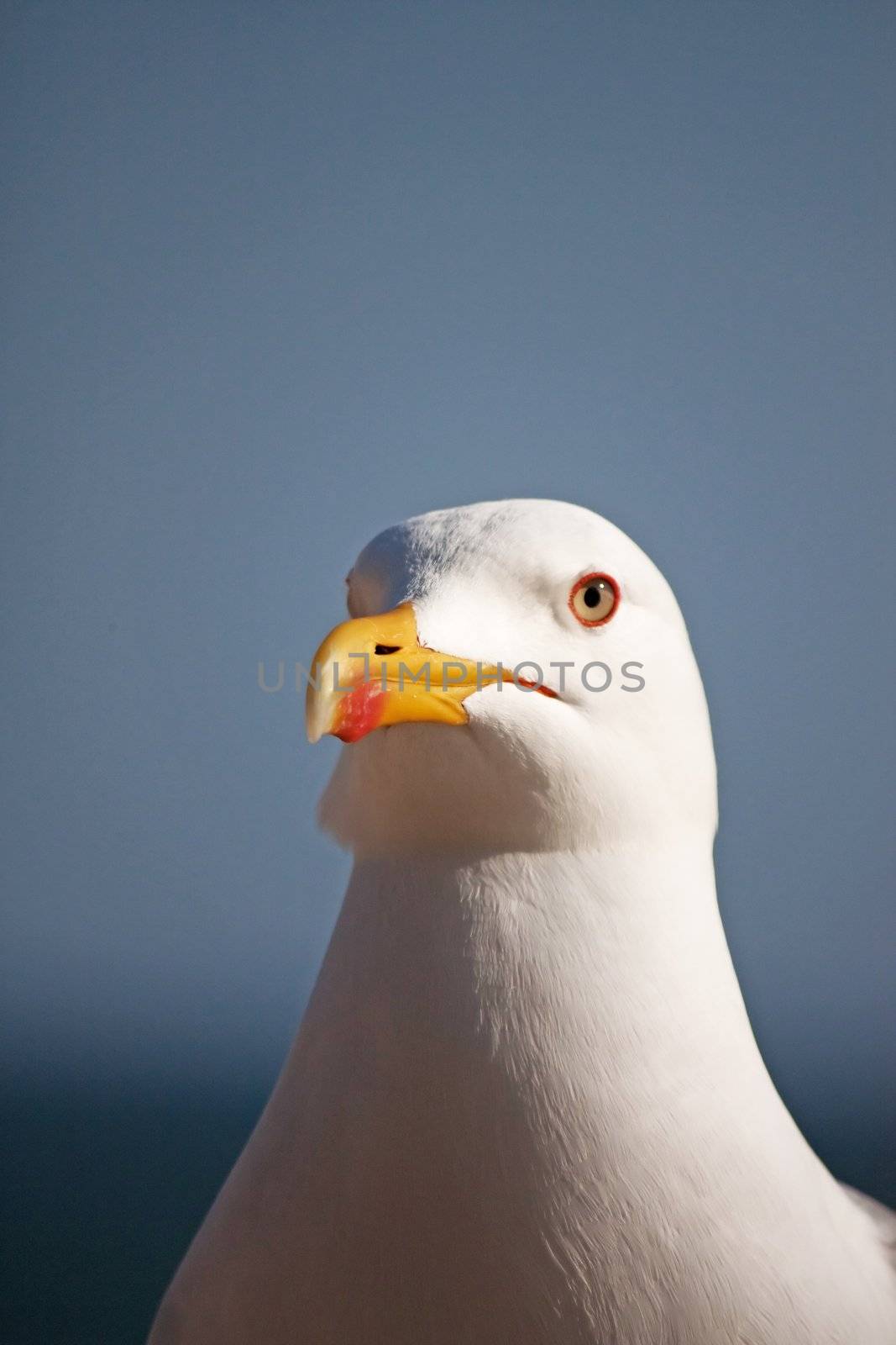 Close up view of a seagull's head staring at the camera.