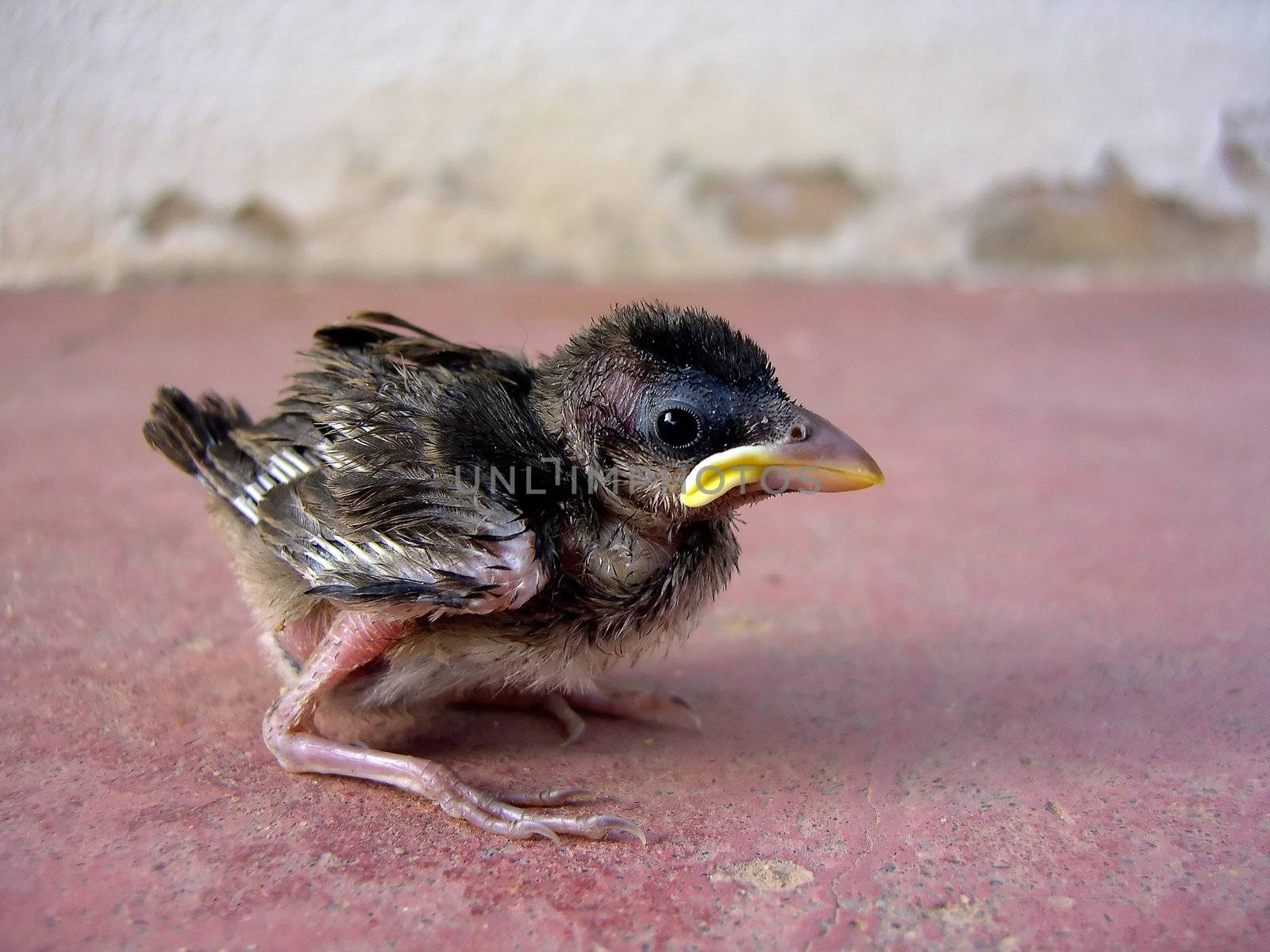 Sparrow chick by membio