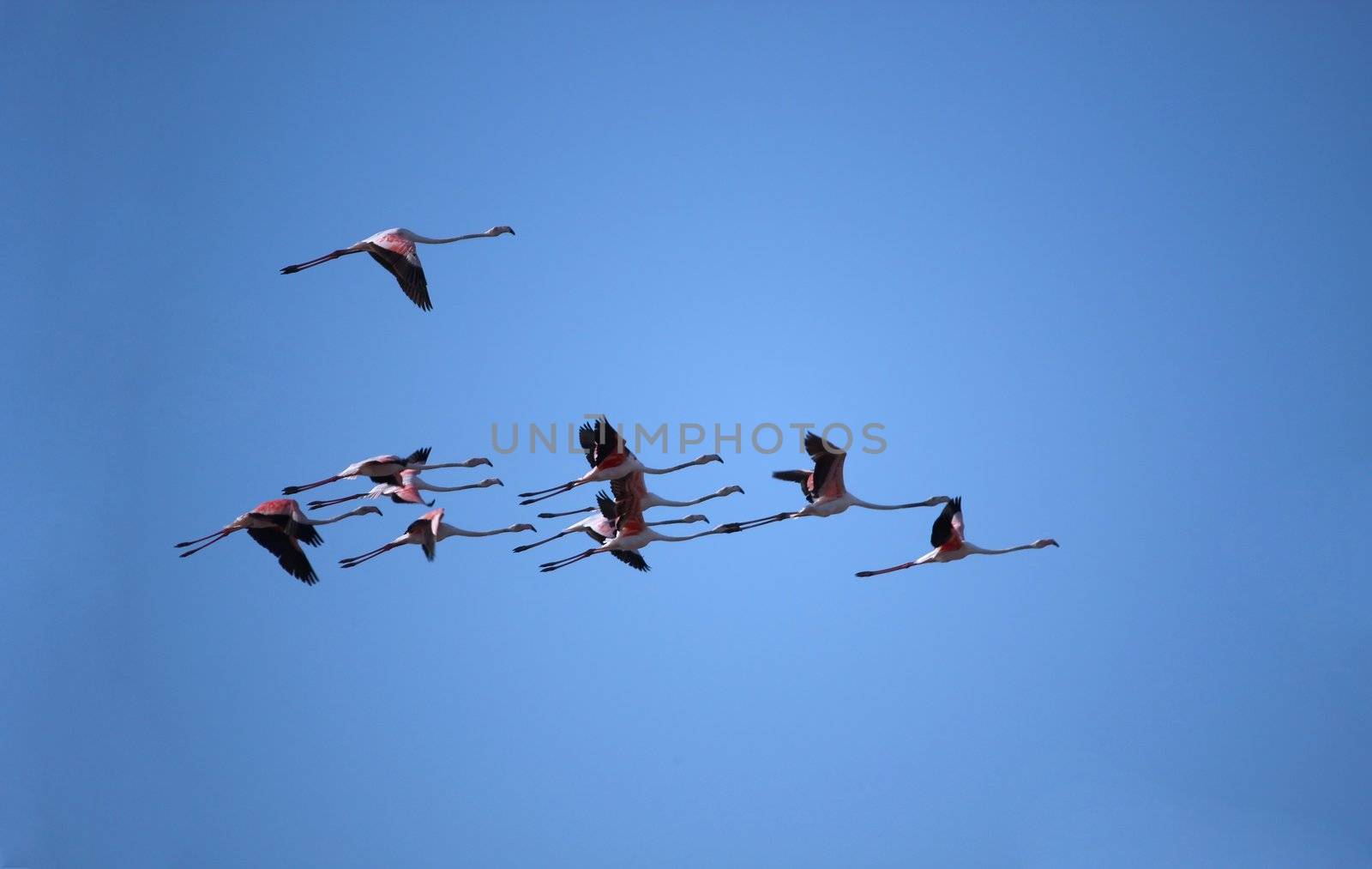 Flamingo flight by membio