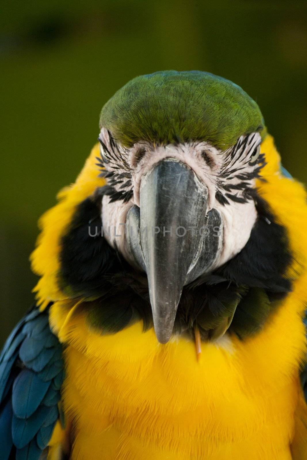 Blue-and-yellow Macaw by membio