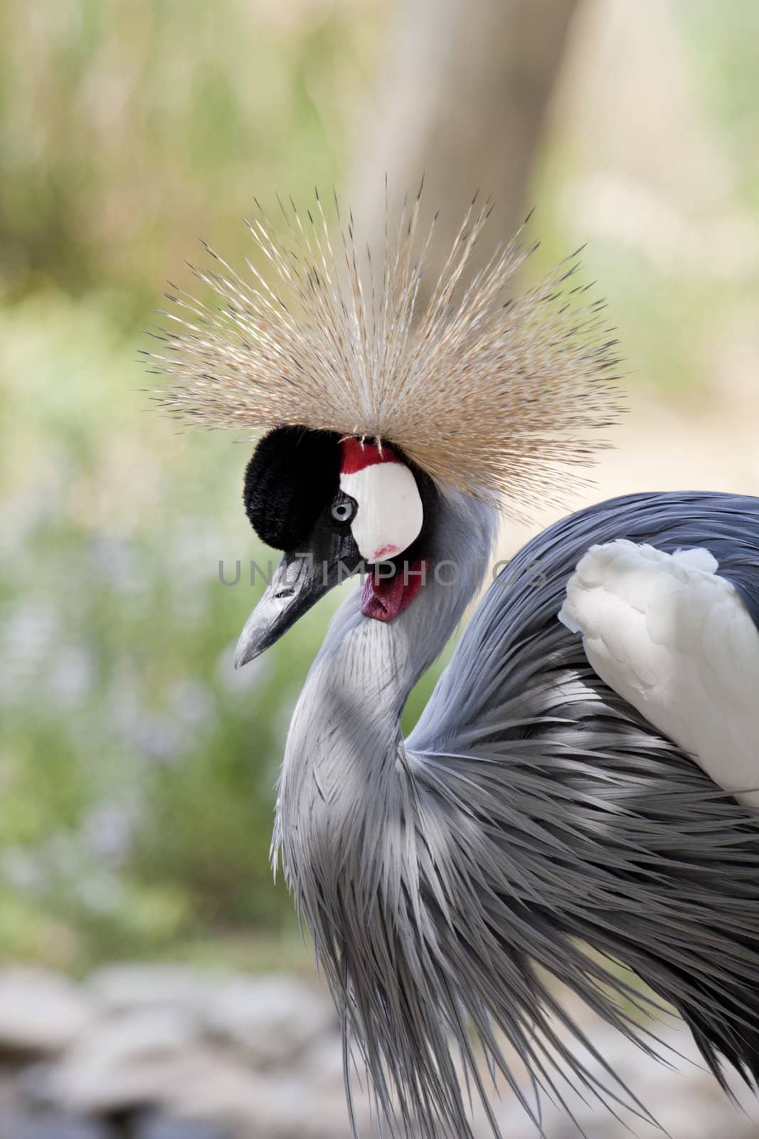 Close up view of a Grey Crowned Crane bird.