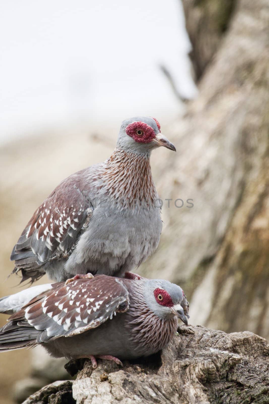 Speckled Pigeon by membio