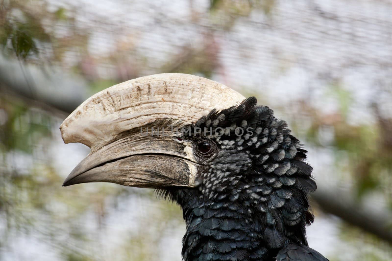 Close view of a Trumpeter Hornbill on captivity.