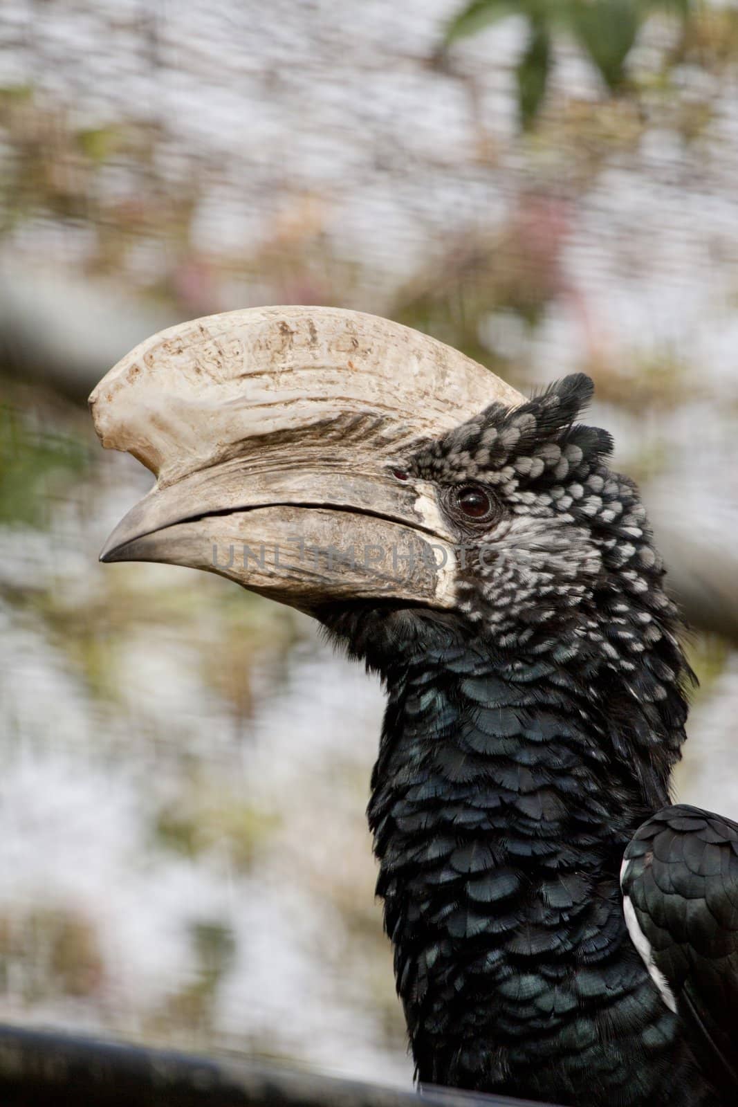 Close view of a Trumpeter Hornbill on captivity.