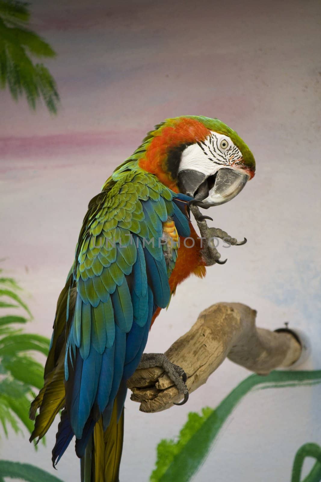 Close view of a scarlet macaw making feather treatment.