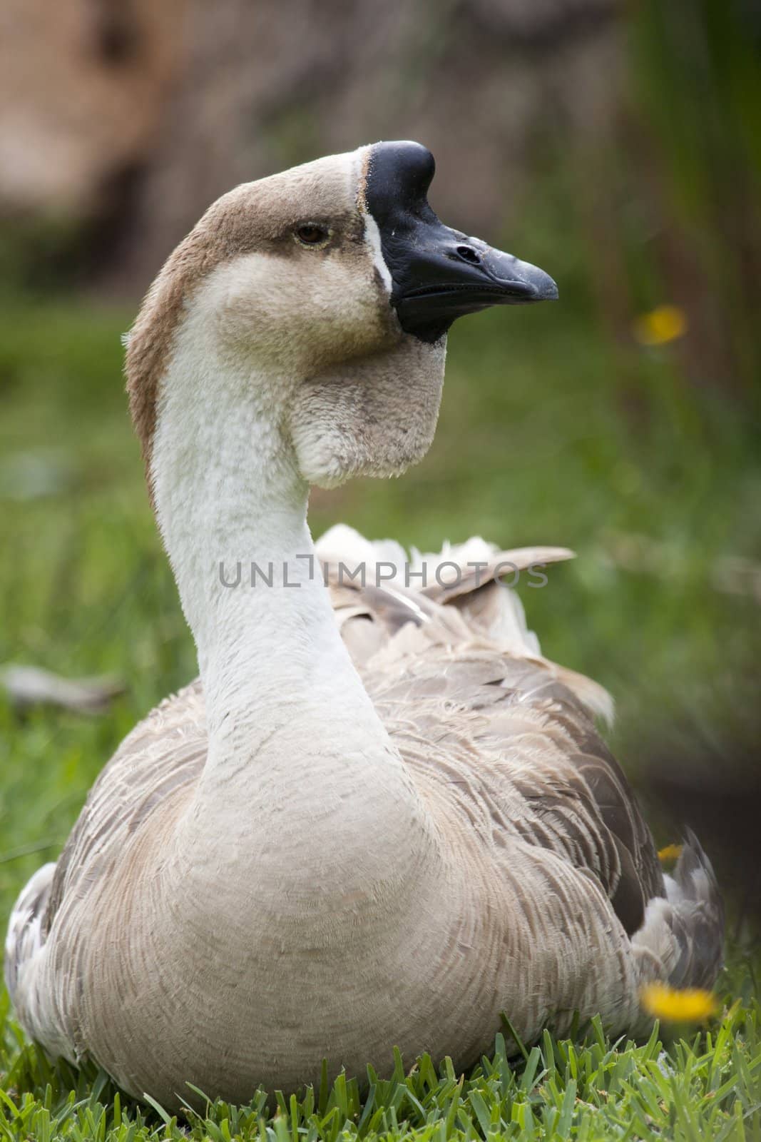 Close view of an brown African Goose resting on the grass.