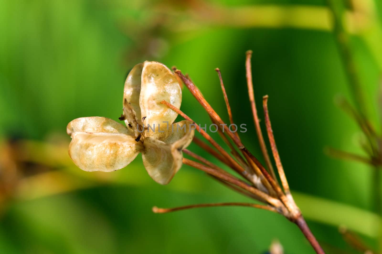 The seed of weed plant