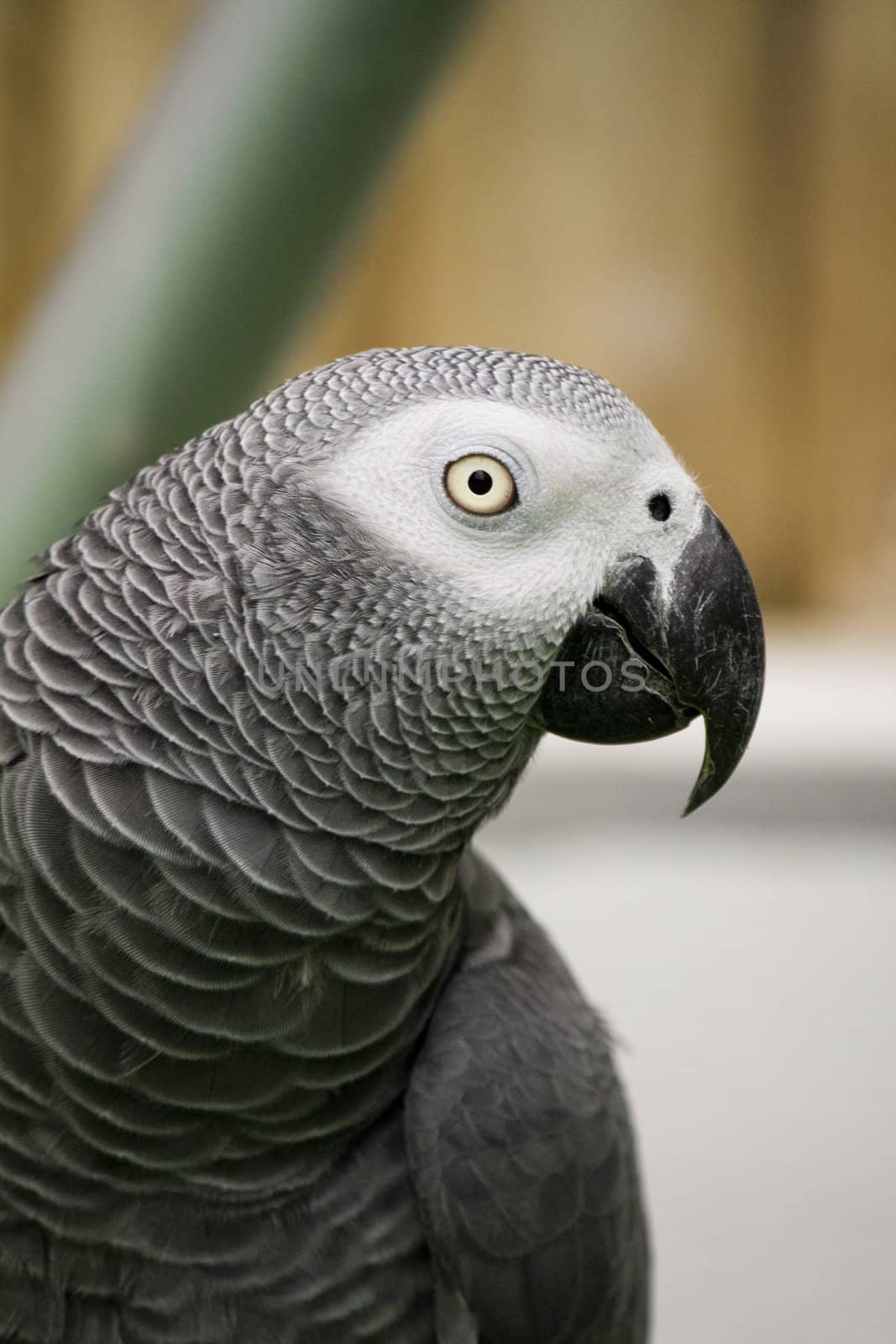View of a african grey parrot on a performance show.