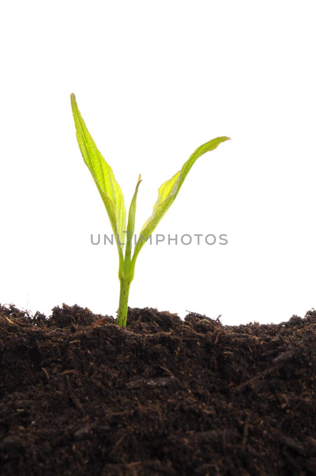 business growth concept with ypoung plant and soil on white background