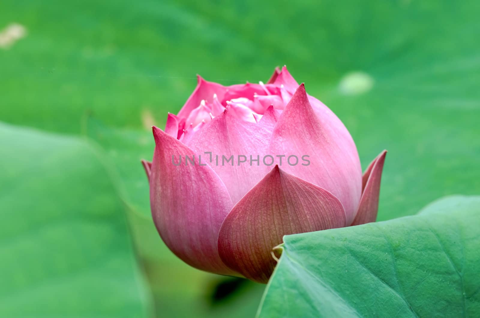 Close up of blooming lotus flower over leaves