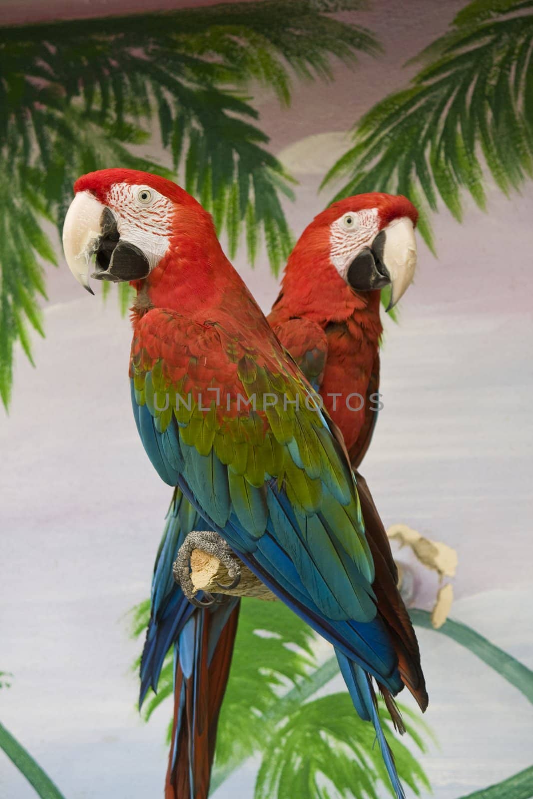 View of two scarlet macaws on a pole on a show.