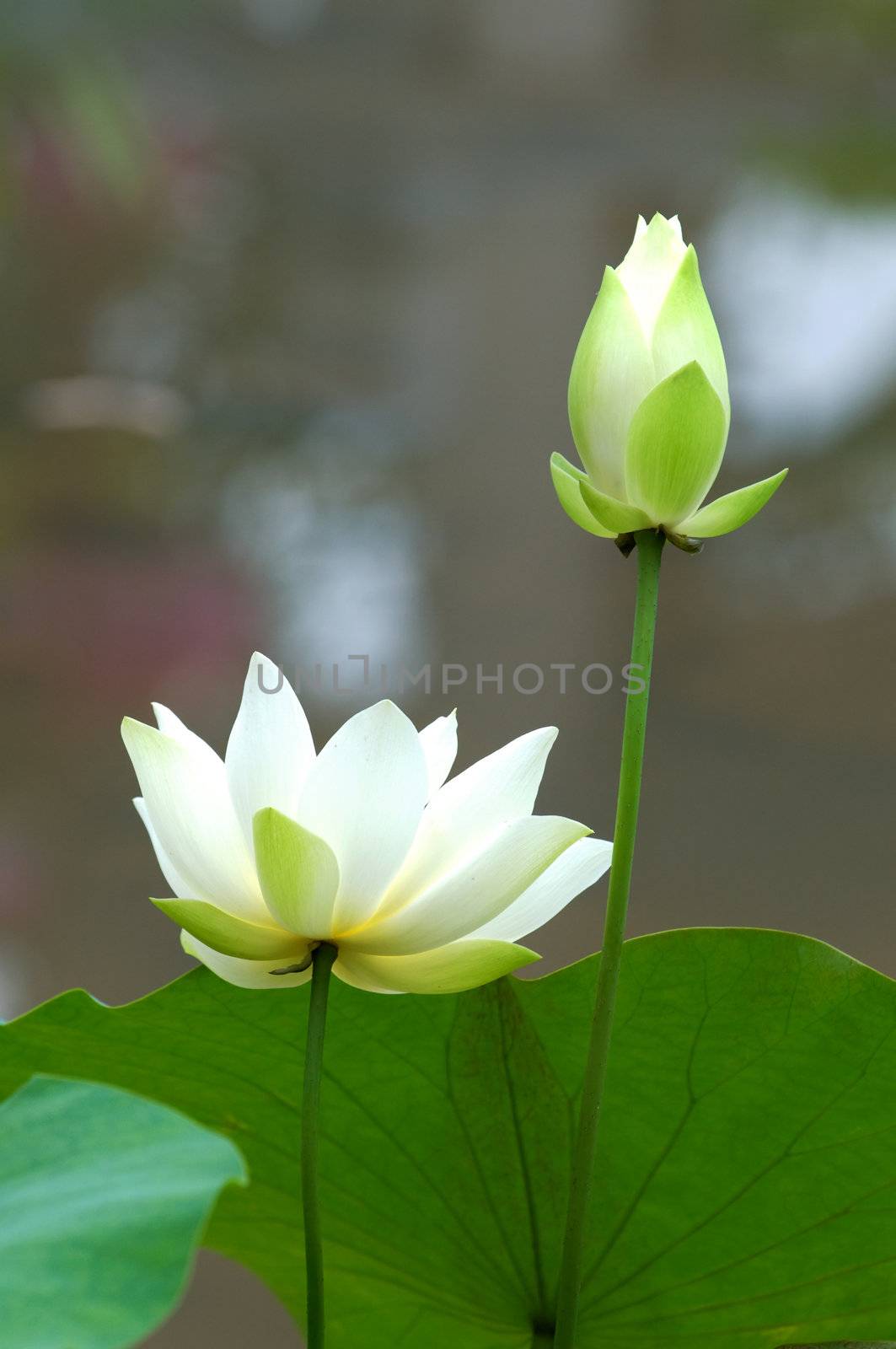 Close up of blooming white lotus flower 