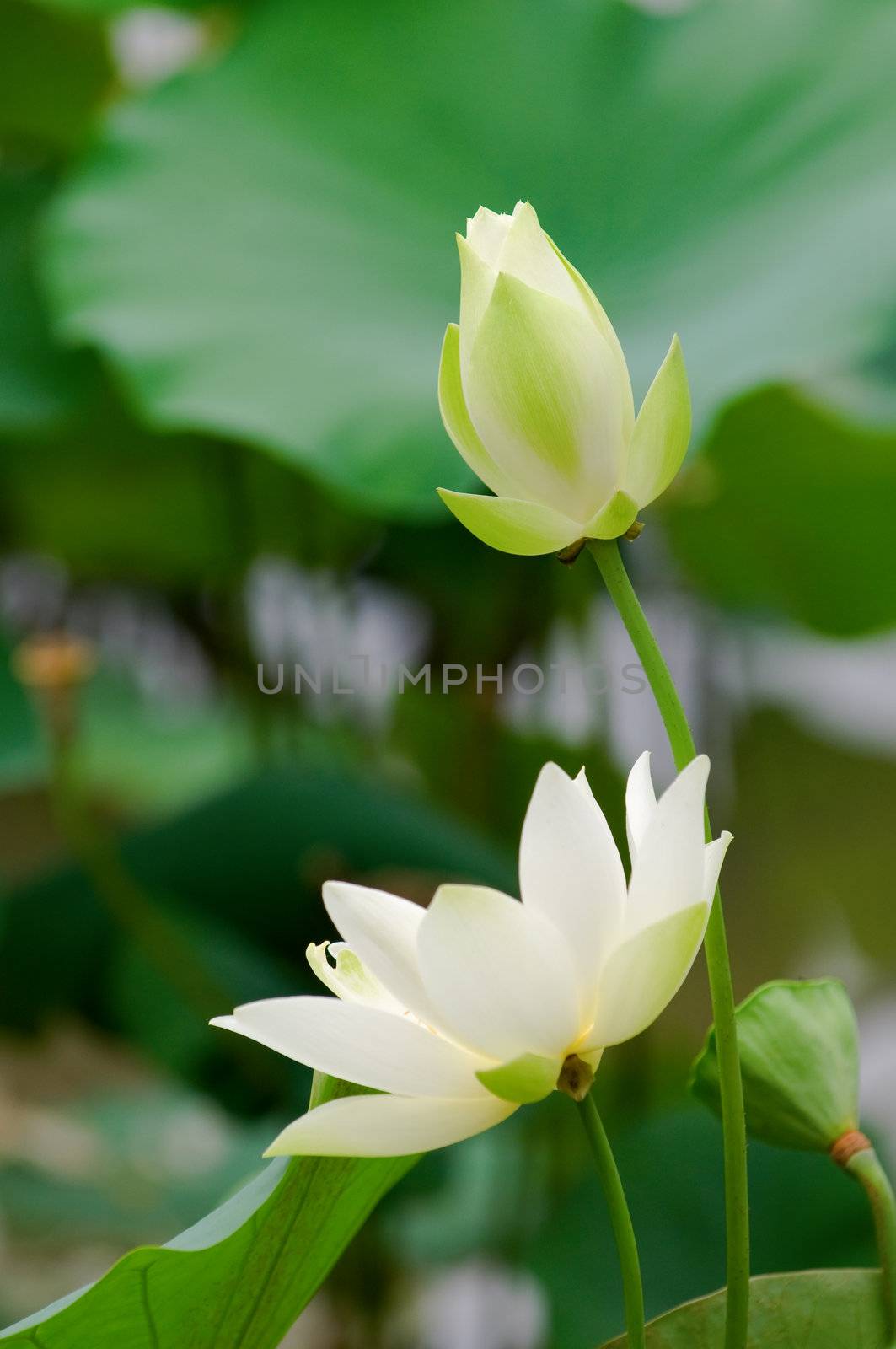 Close up of blooming white lotus flower 