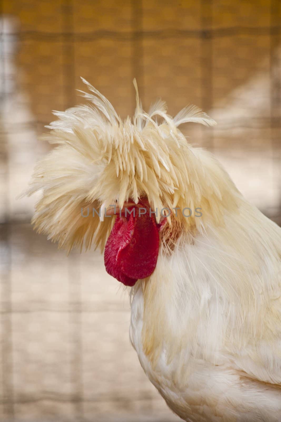 Close up view of the head of a Polish frizzle chicken breed.