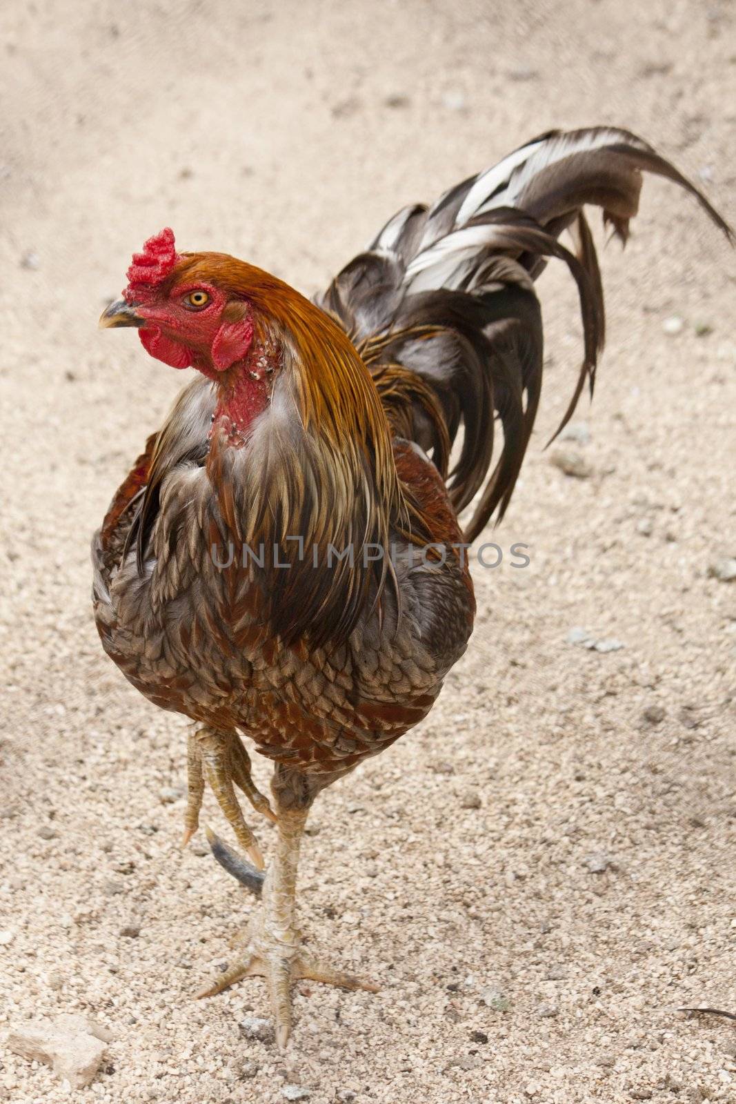 Black Breasted Red Cubalaya Rooster by membio