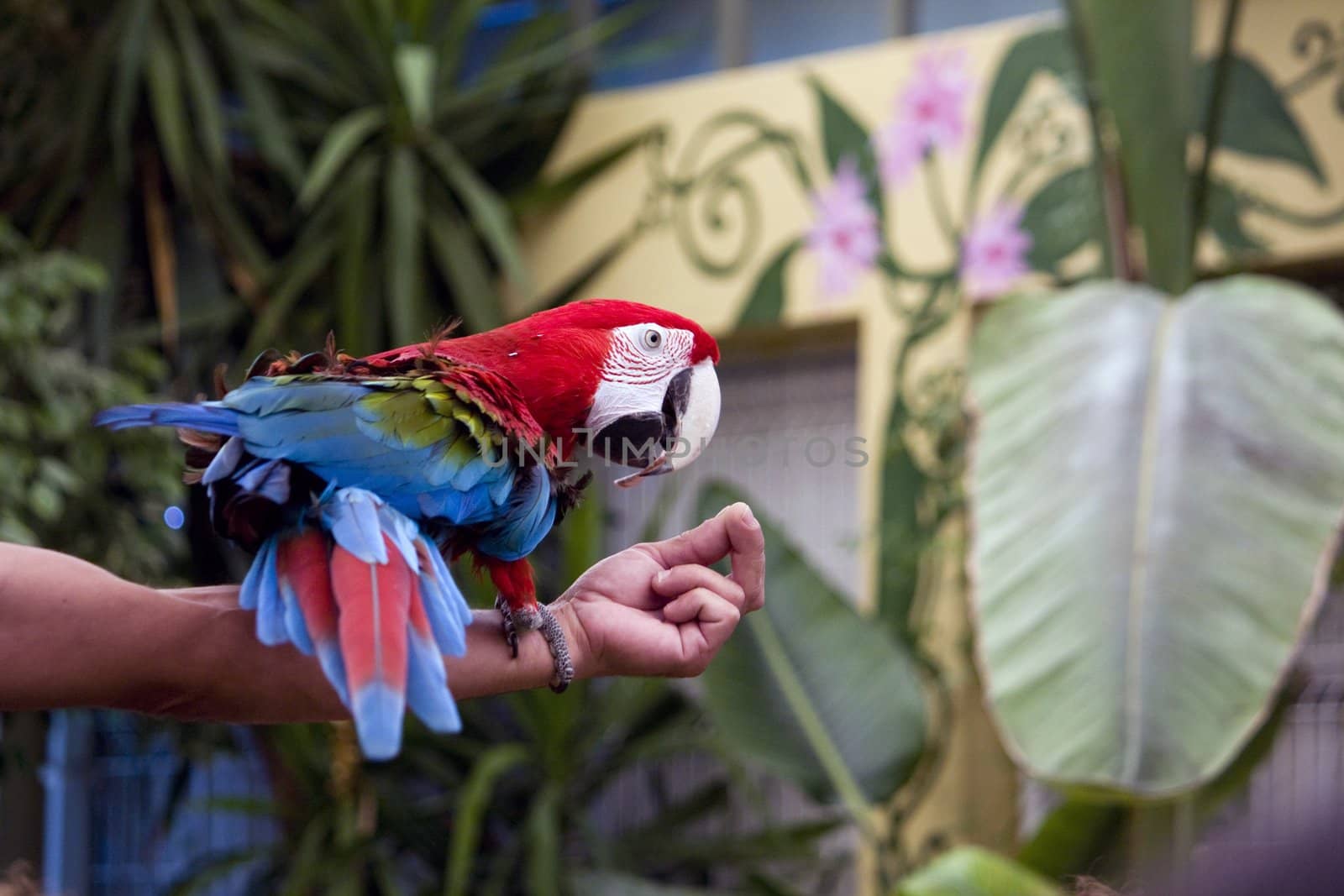 View of a scarlet macaw in a performance show on top of the trainer's arm.