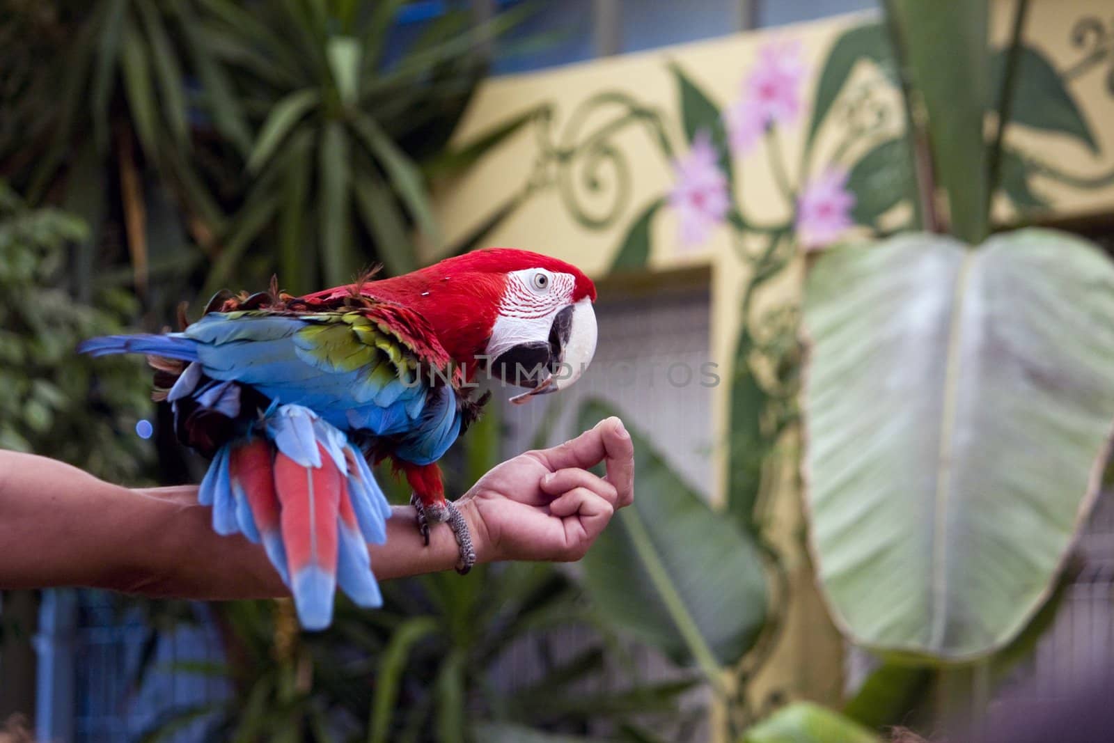 Red and blue macaw by membio