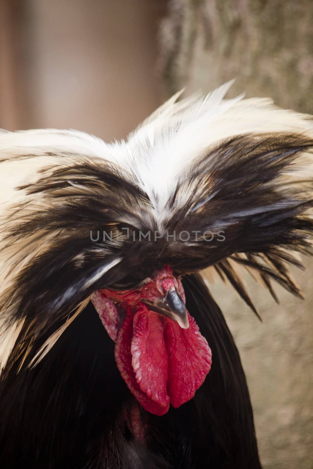 Close up view of the head of a Polish frizzle chicken breed.