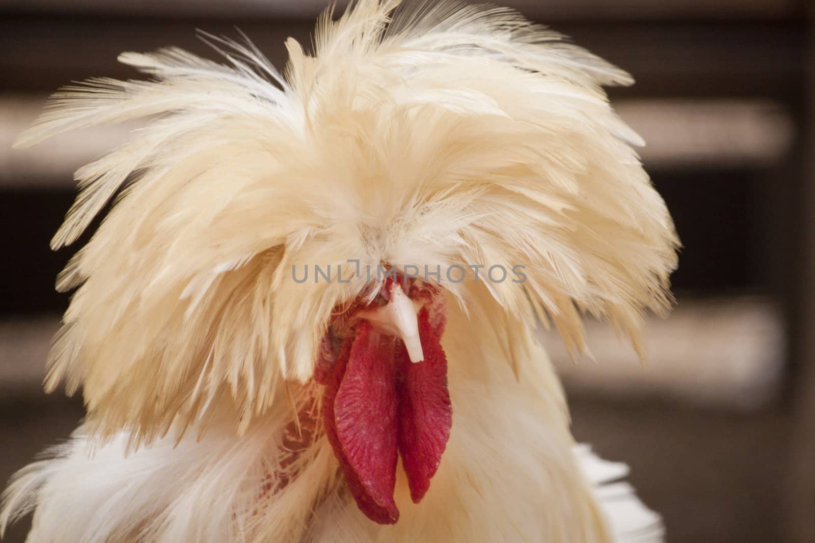 Close up view of the head of a Polish frizzle chicken breed.