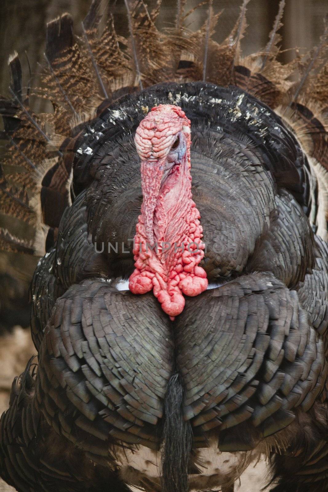 Close up view of a male bird turkey.