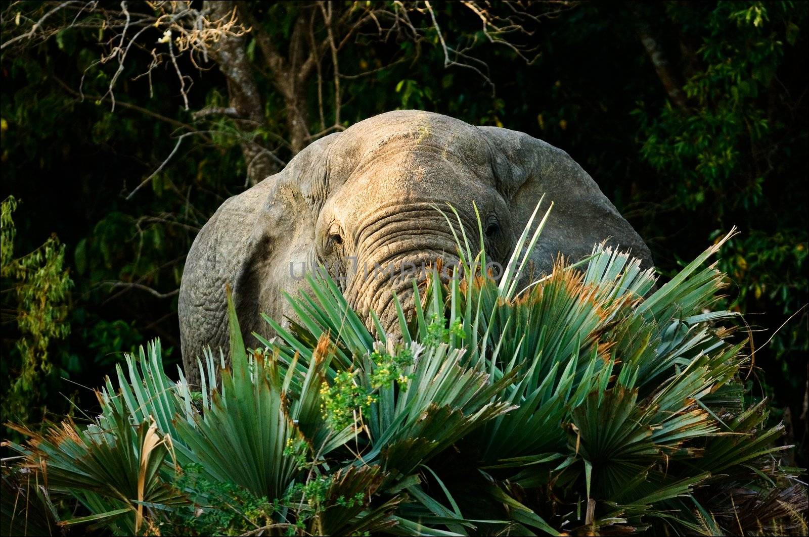 Portrait of an elephant behind leaves. The elephant looks out because of huge green sheet of a palm tree.