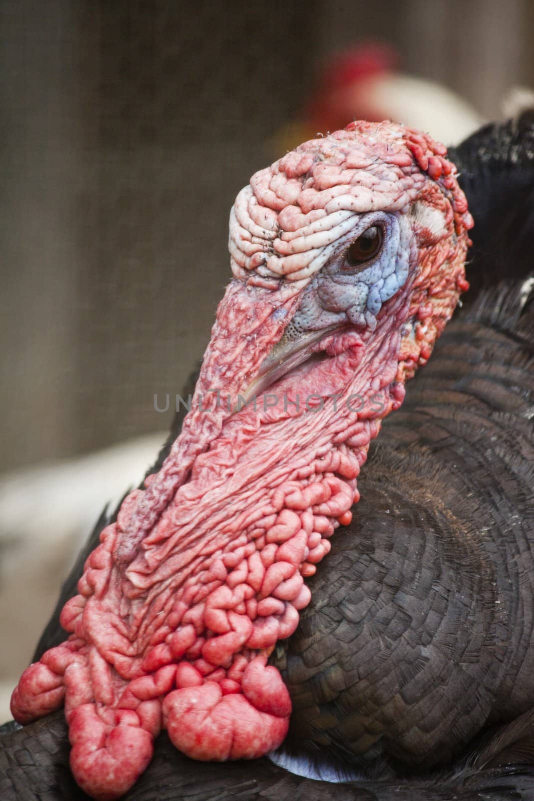 Close up view of the head of turkey.