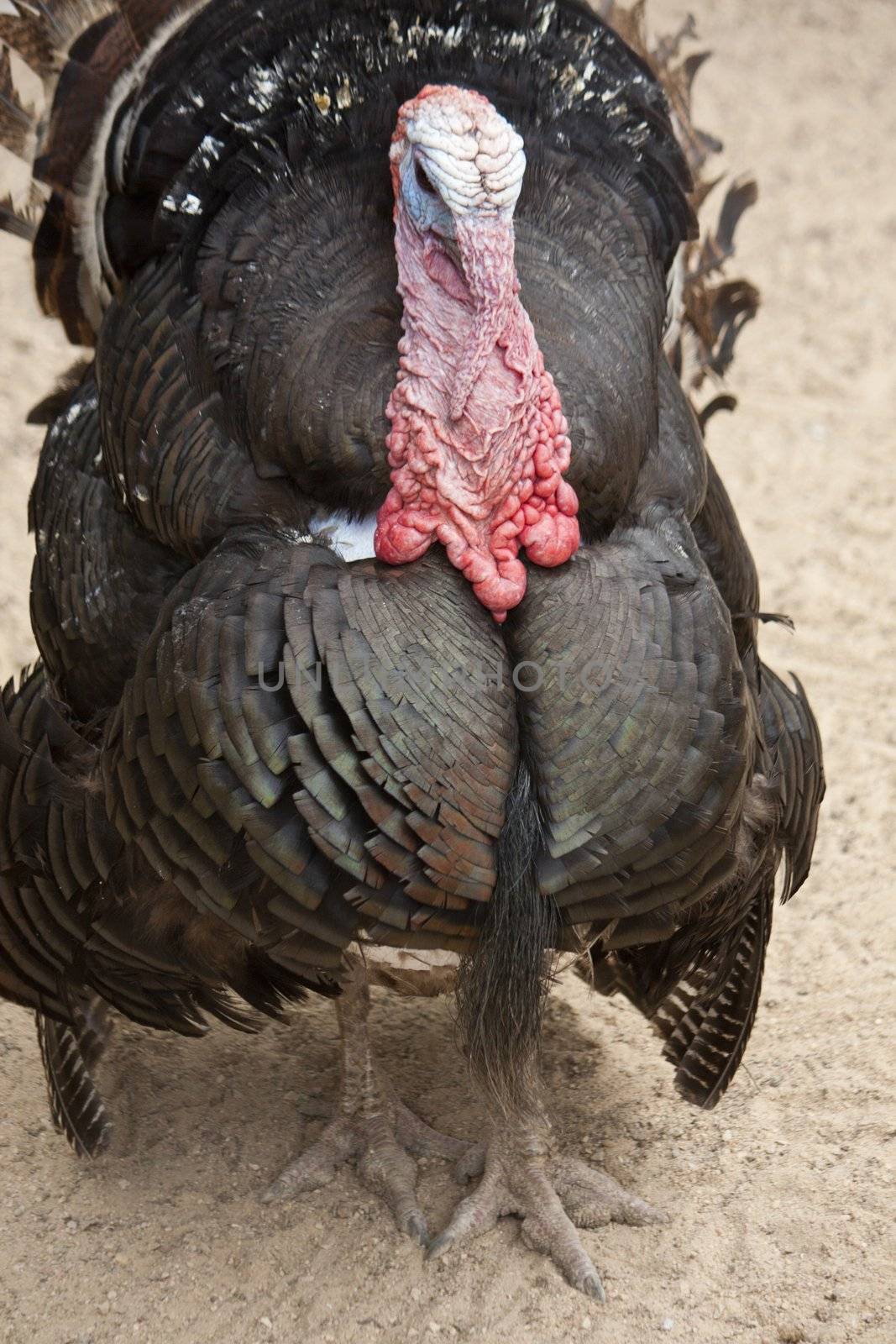 Close up view of a male bird turkey.