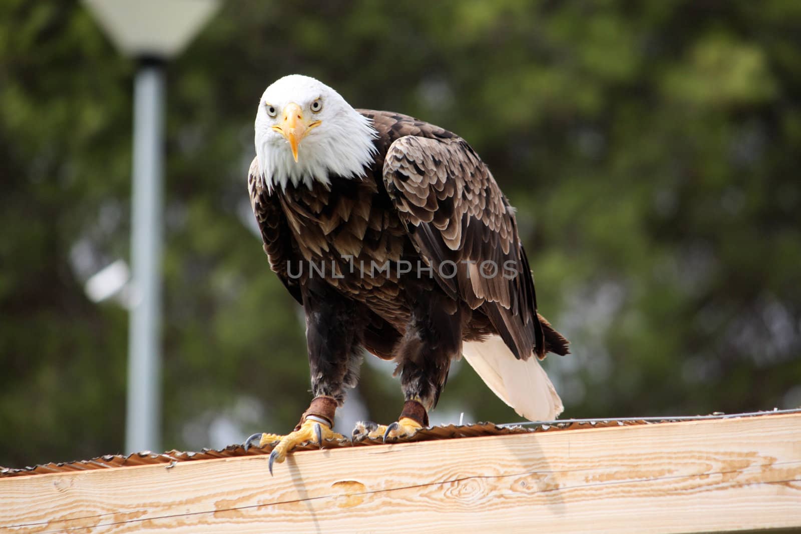View of an American bald eagle bird of prey on top of a house.