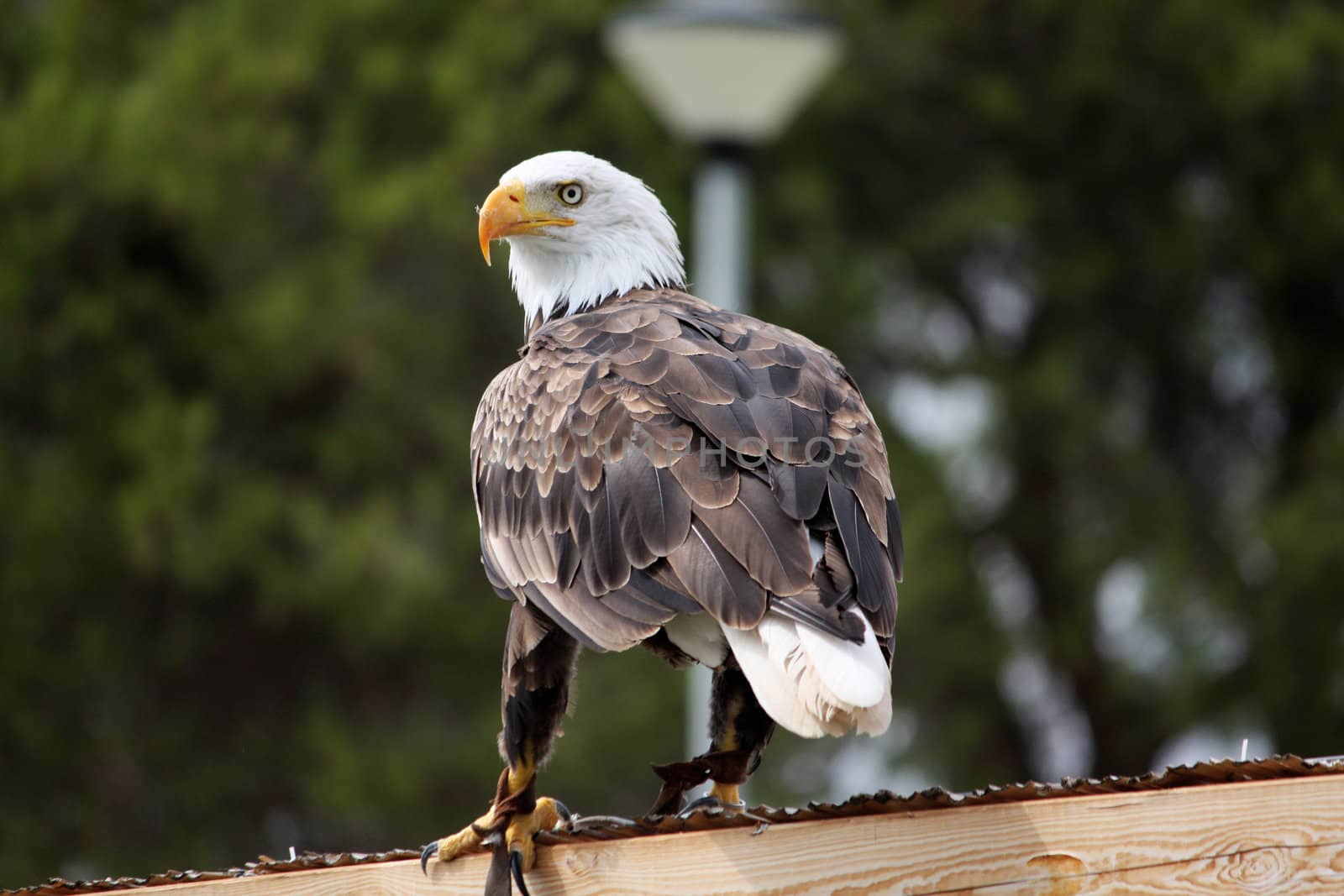 View of an American bald eagle bird of prey on top of a house.