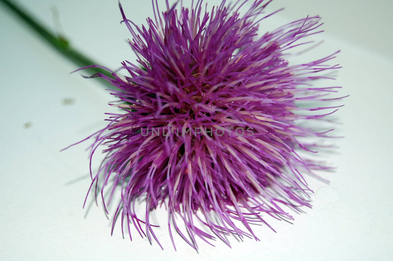  Roadside thistle by mojly