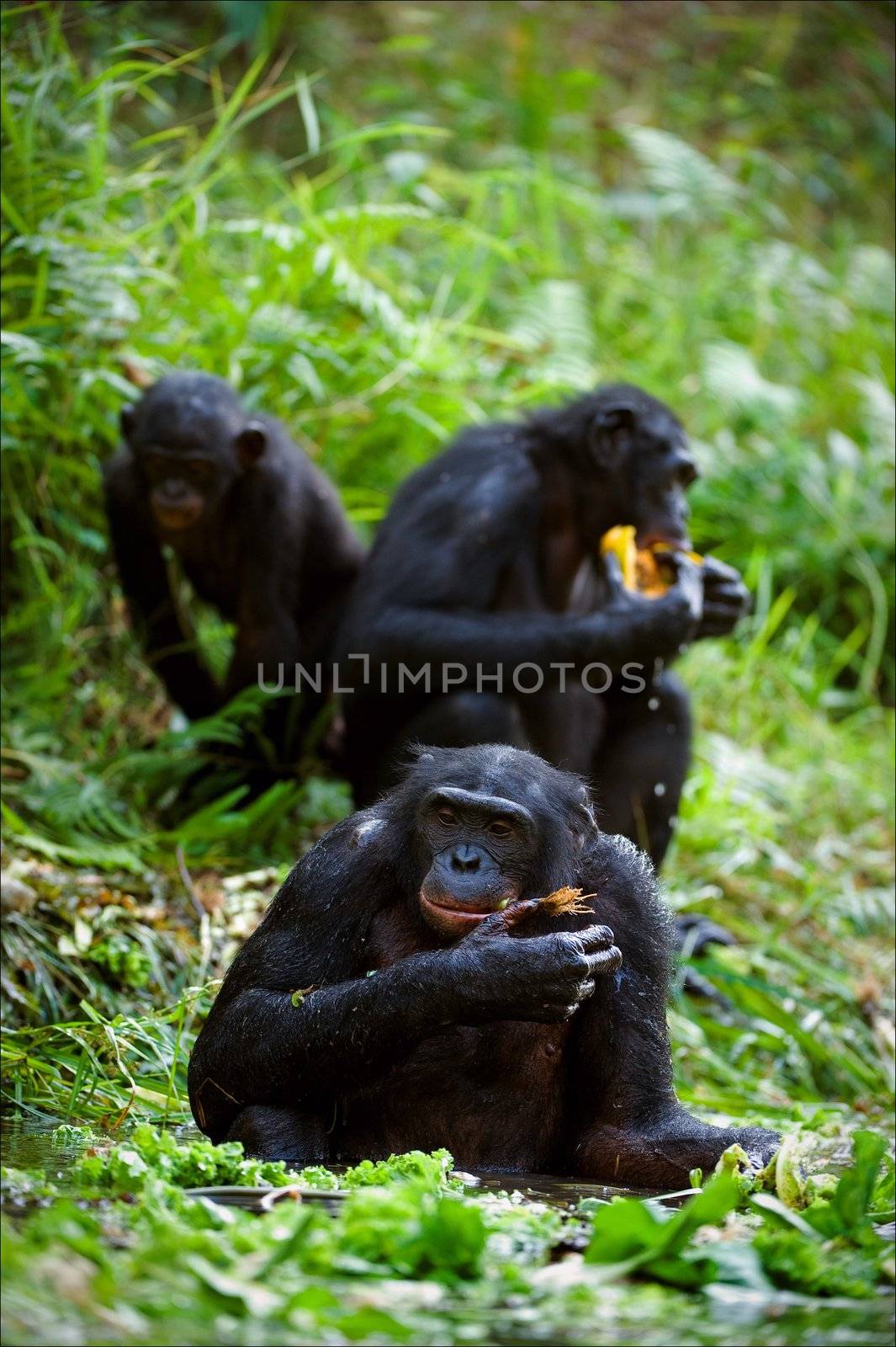 Chimpanzee Bonobo. Chimpanzees sit on a green lawn at a pond and eat.