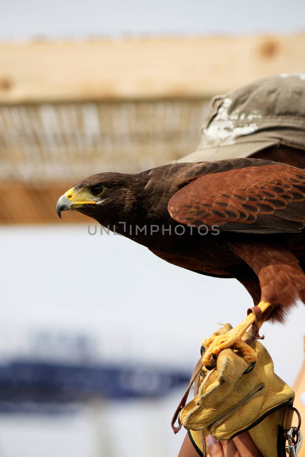 Golden eagle on glove by membio