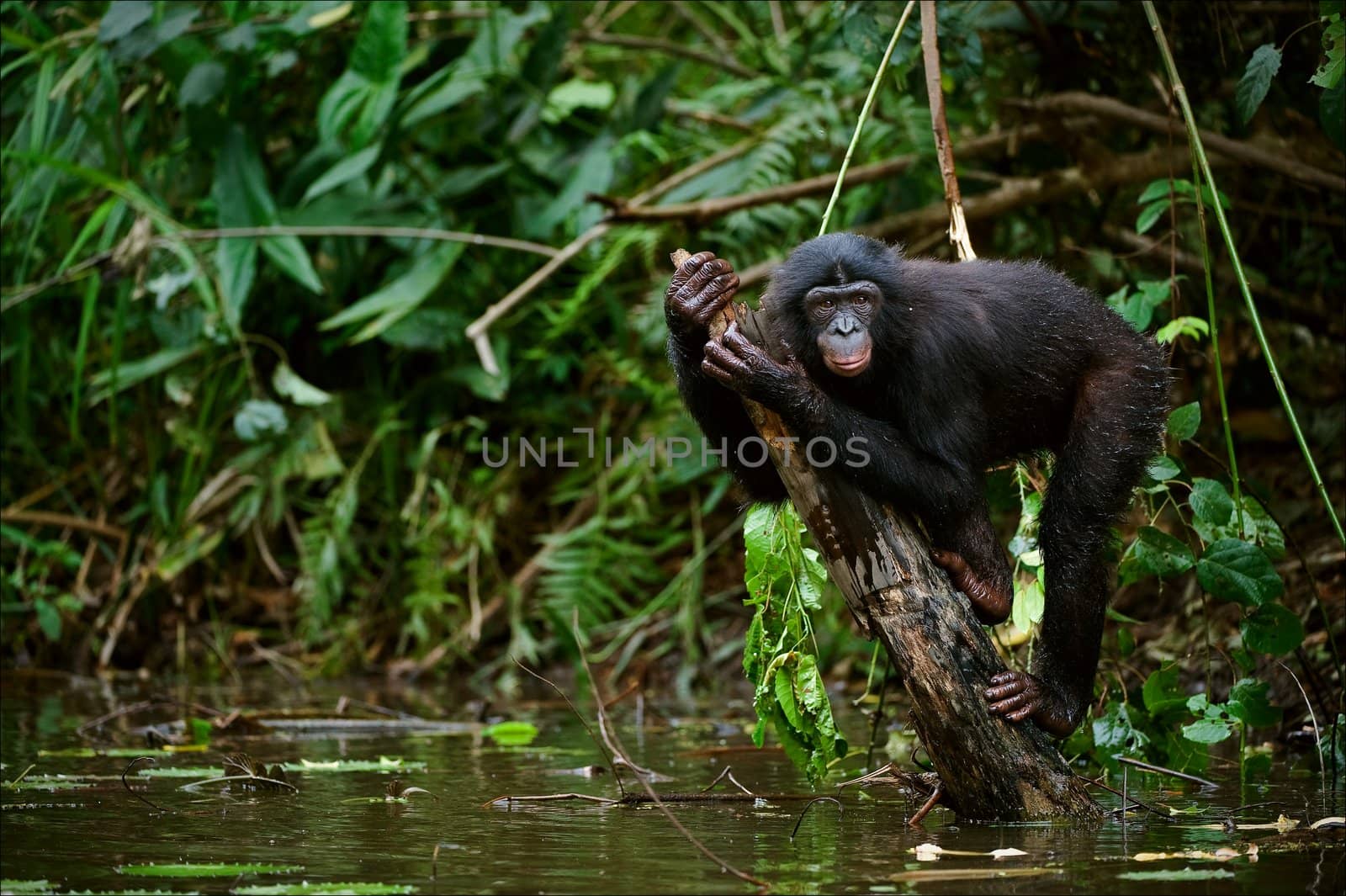 Bonobo on a branch which is sticking out of water. by SURZ