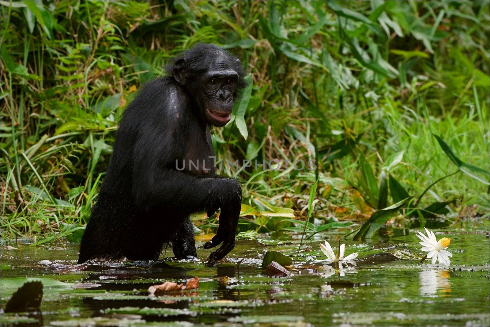 The chimpanzee collects flowers. The chimpanzee costs in water and tries to keep step with a lily flower