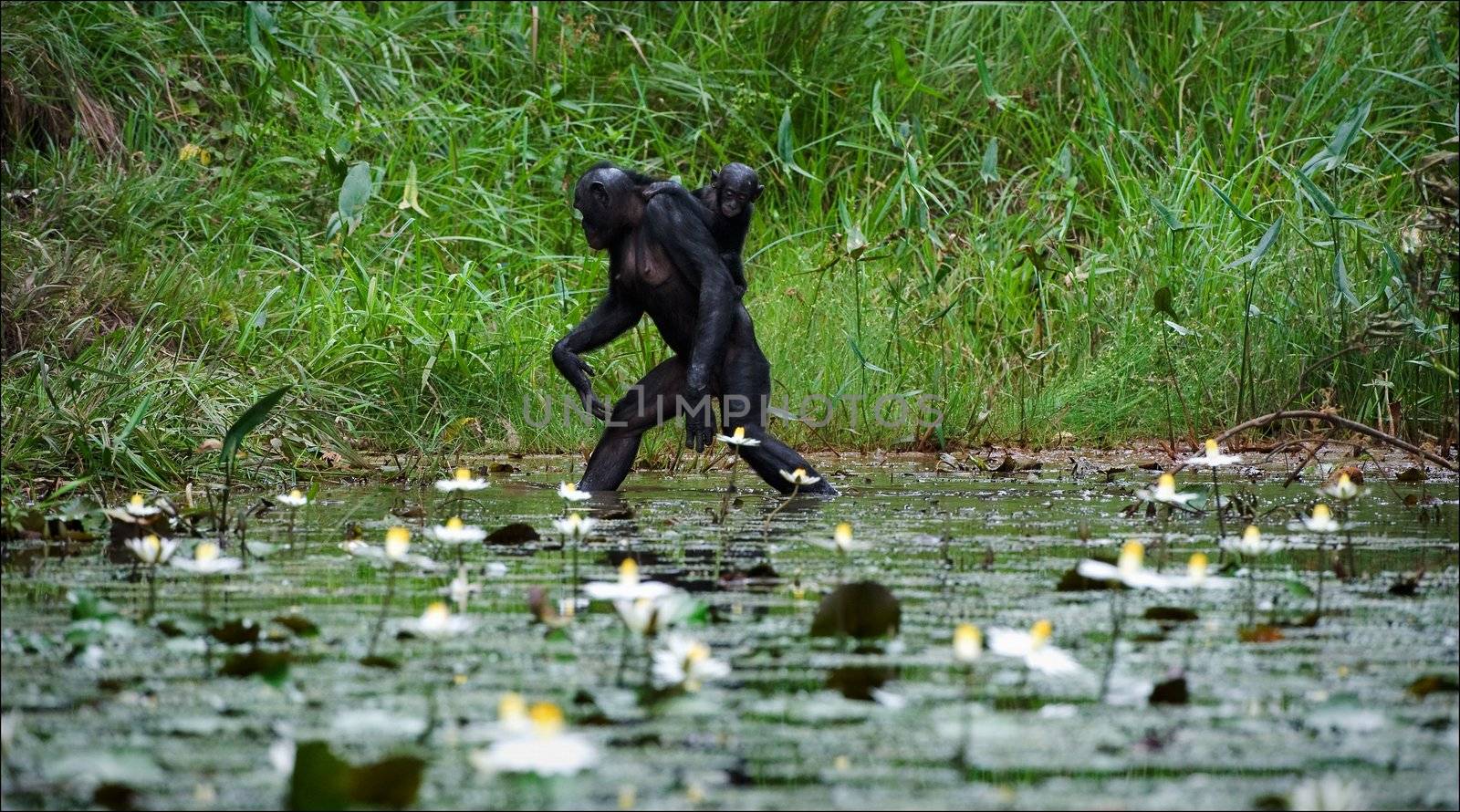 Crossing. The chimpanzee - Bonobo goes on water through a pond with a small cub on a back.