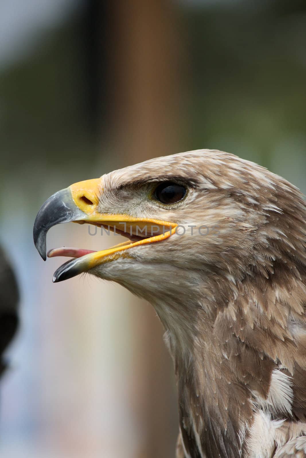 Close up view of the head of a golden eagle.