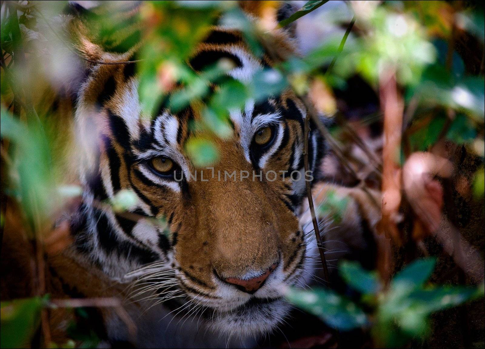 Portrait of a tiger in bushes.  by SURZ