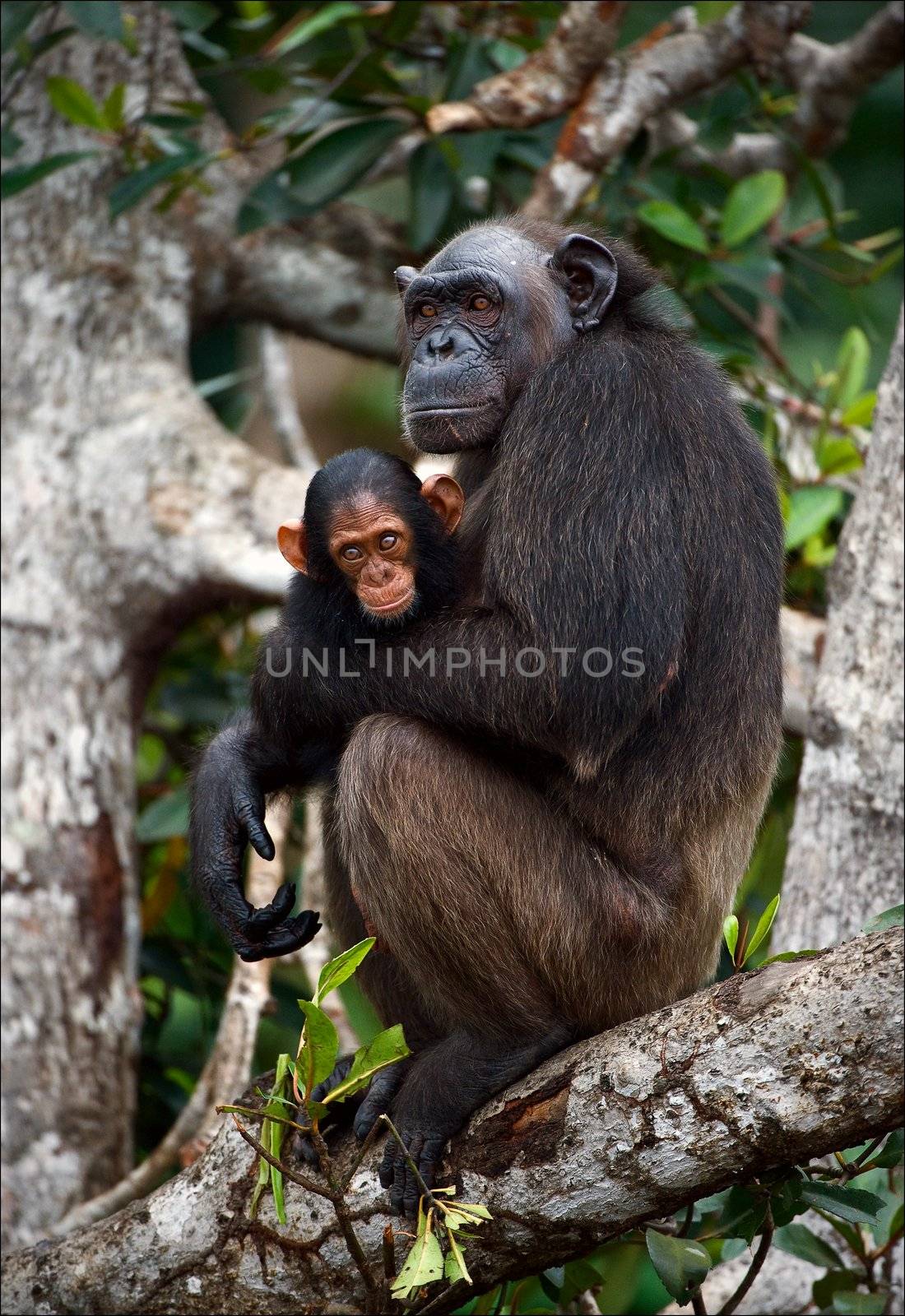 Chimpanzee with a cub on mangrove branches. by SURZ