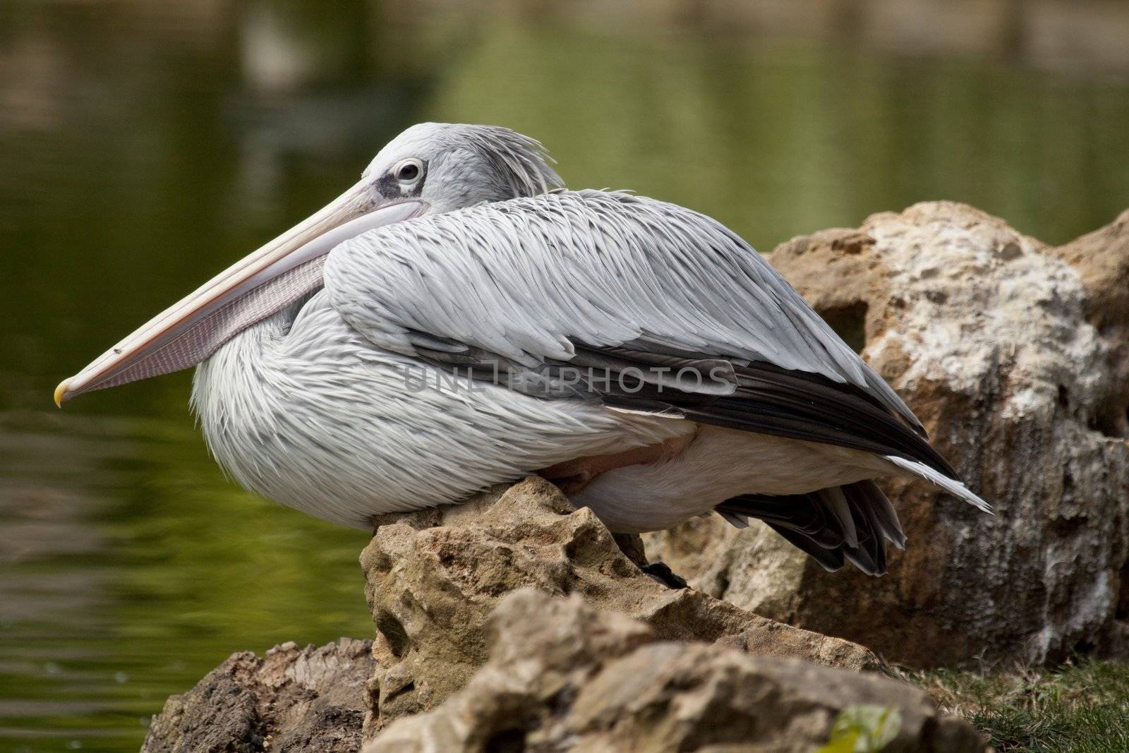 Close view of a Pink-backed Pelican bird on a zoo.