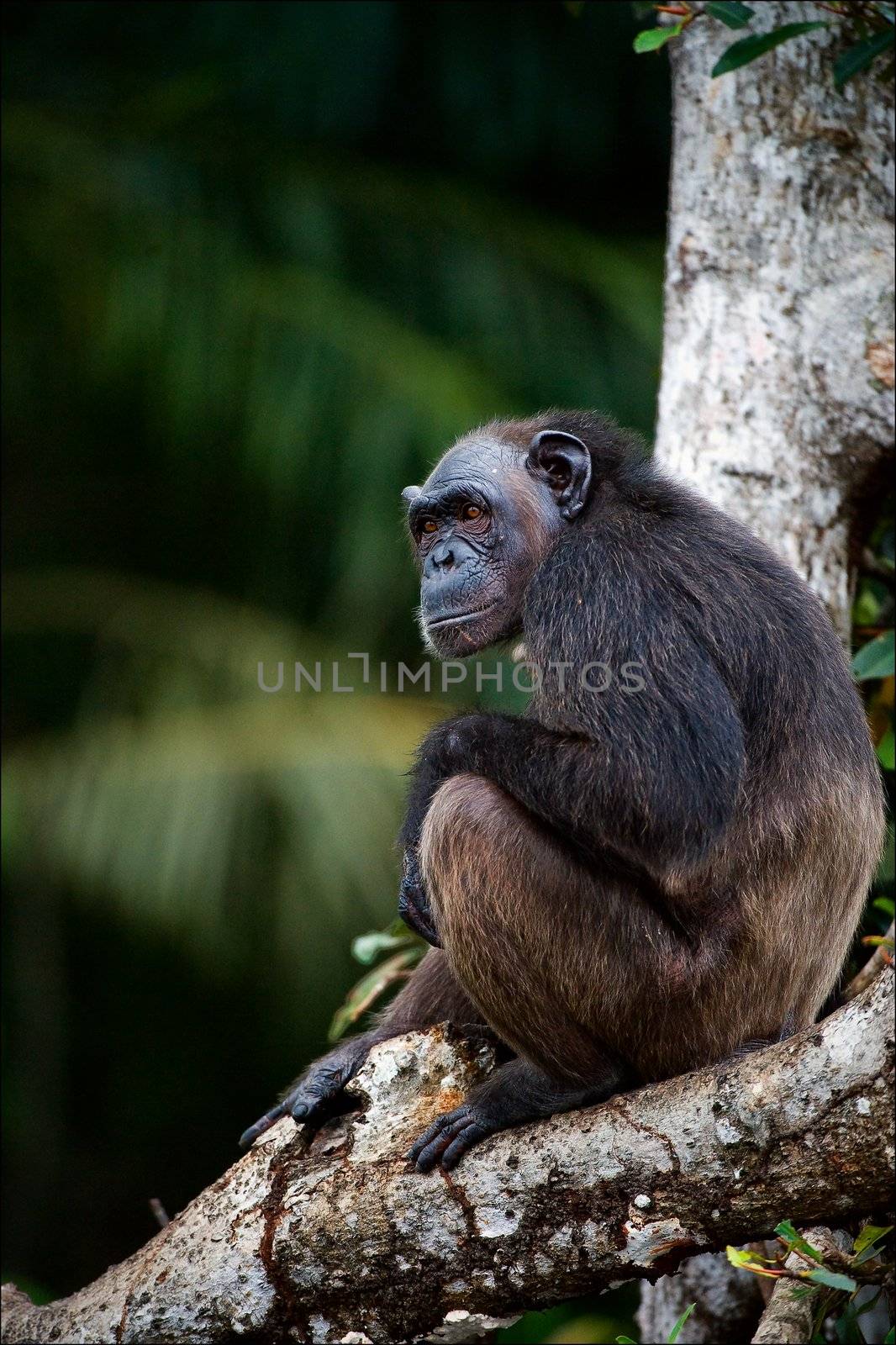 The chimpanzee alone sits on a tree in green jungle.