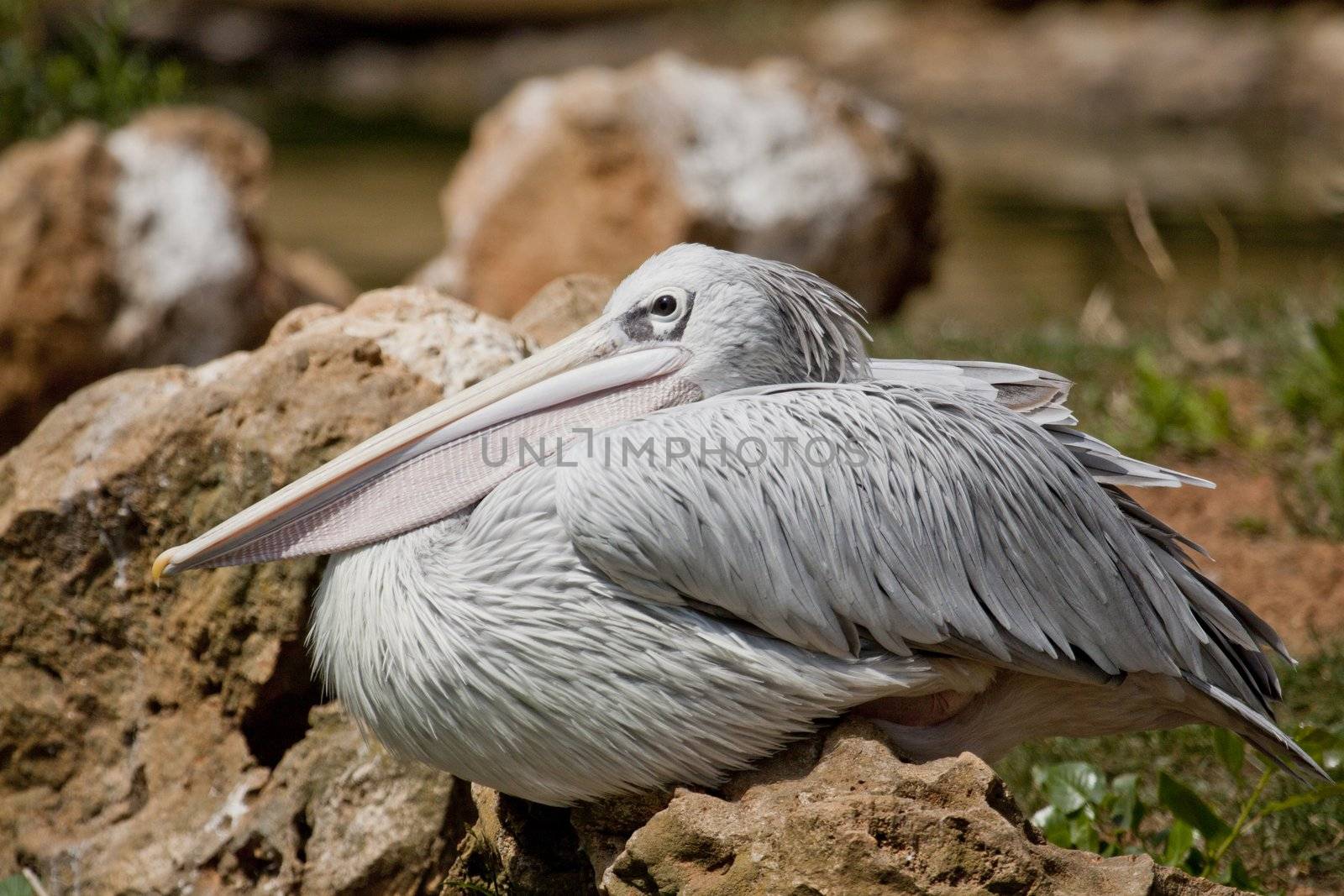 Pink-backed Pelican by membio