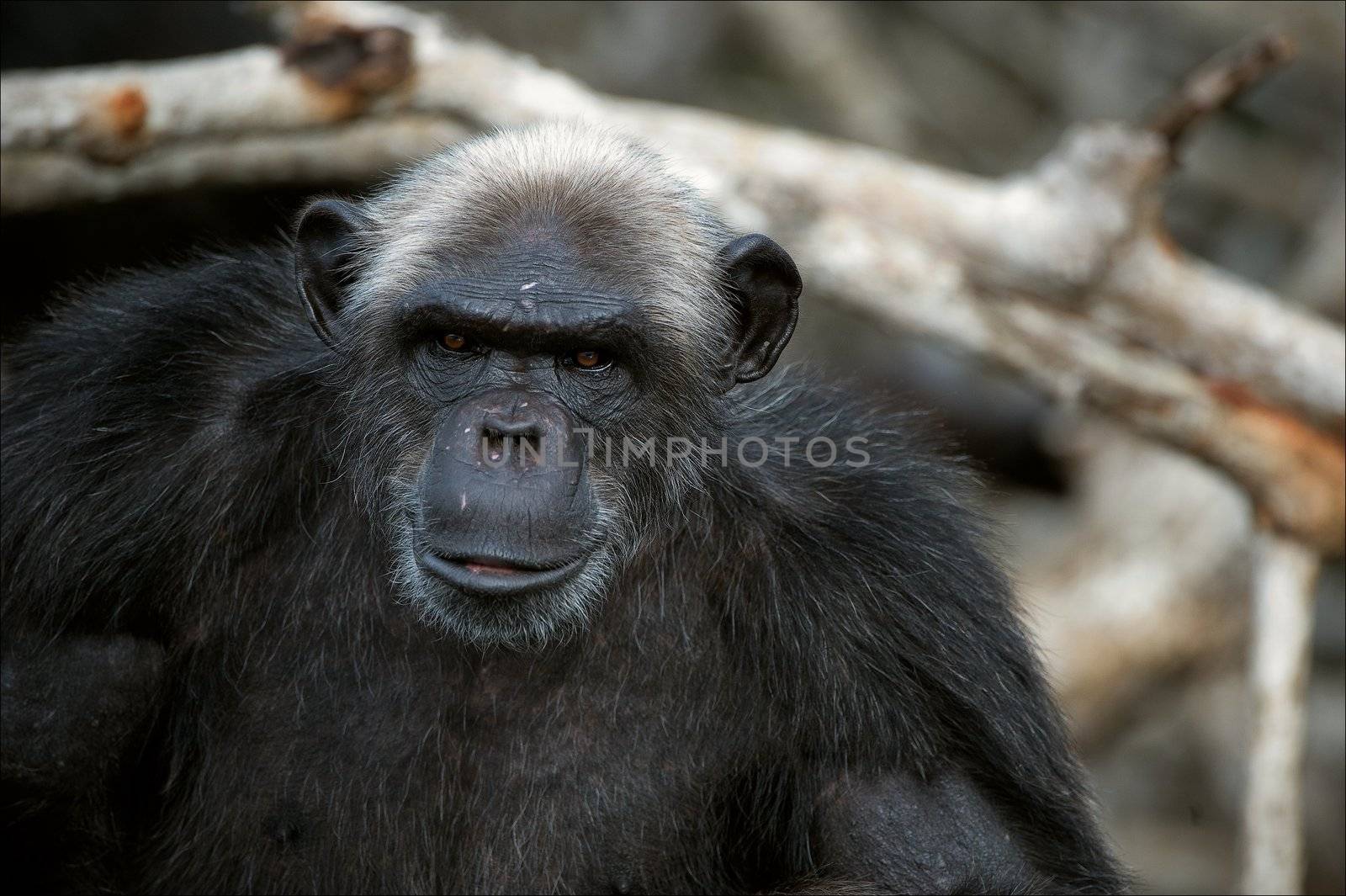 Portrait of the adult male of a chimpanzee at a short distance.