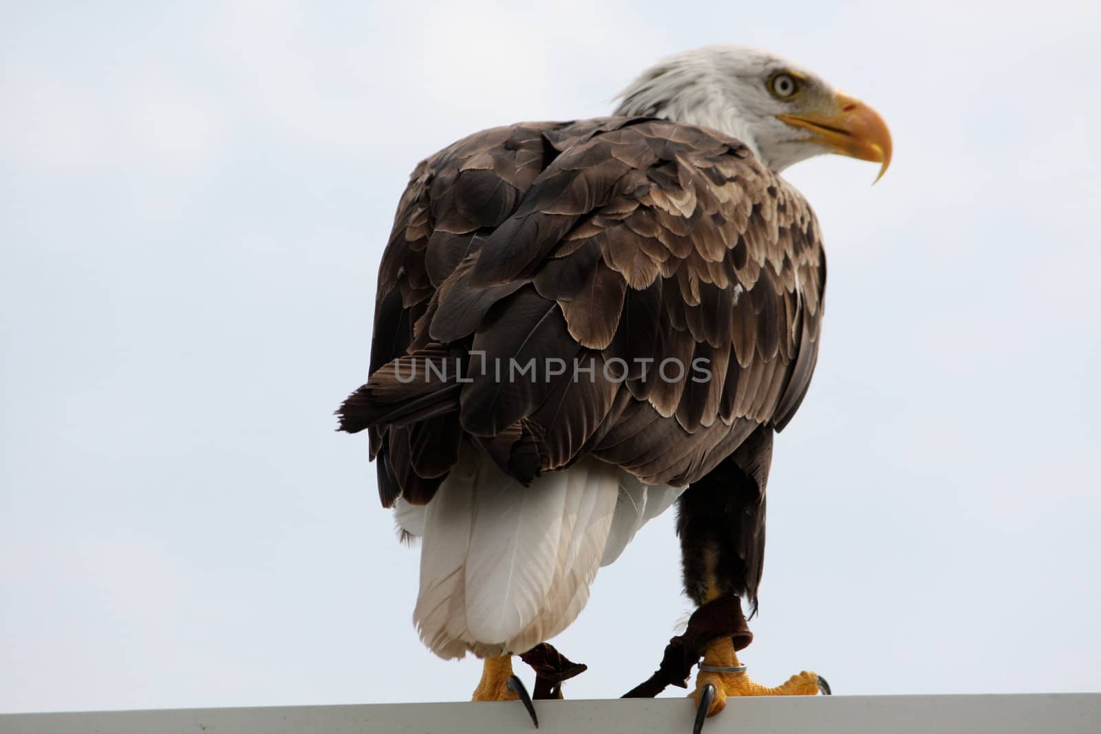 View of an American bald eagle bird of prey on top of a house.