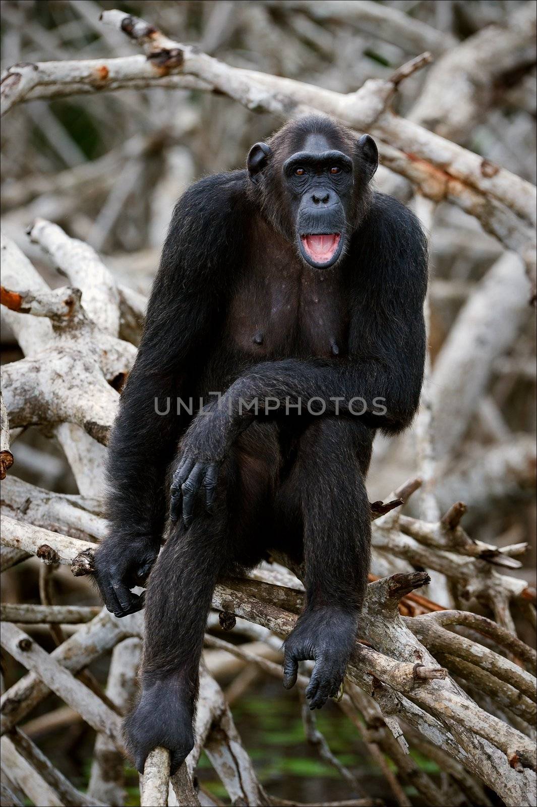 Portrait of the adult female of a chimpanzee. by SURZ