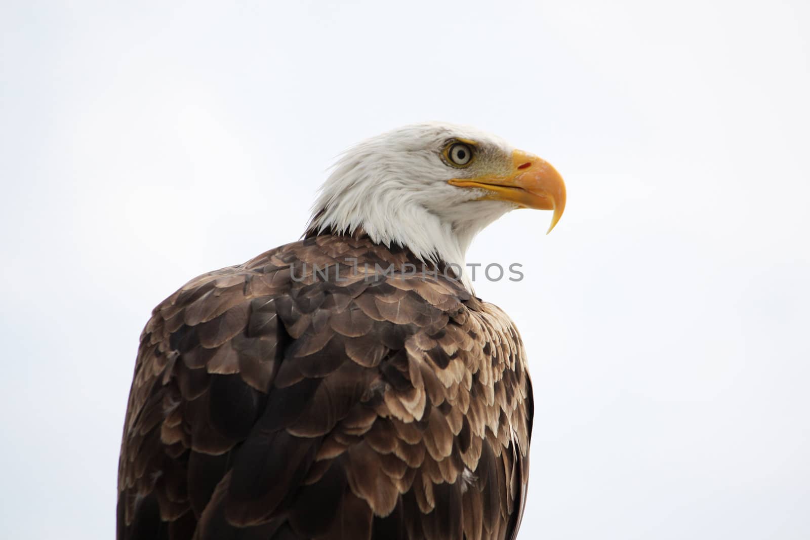 View of an American bald eagle bird of prey on top of a house.