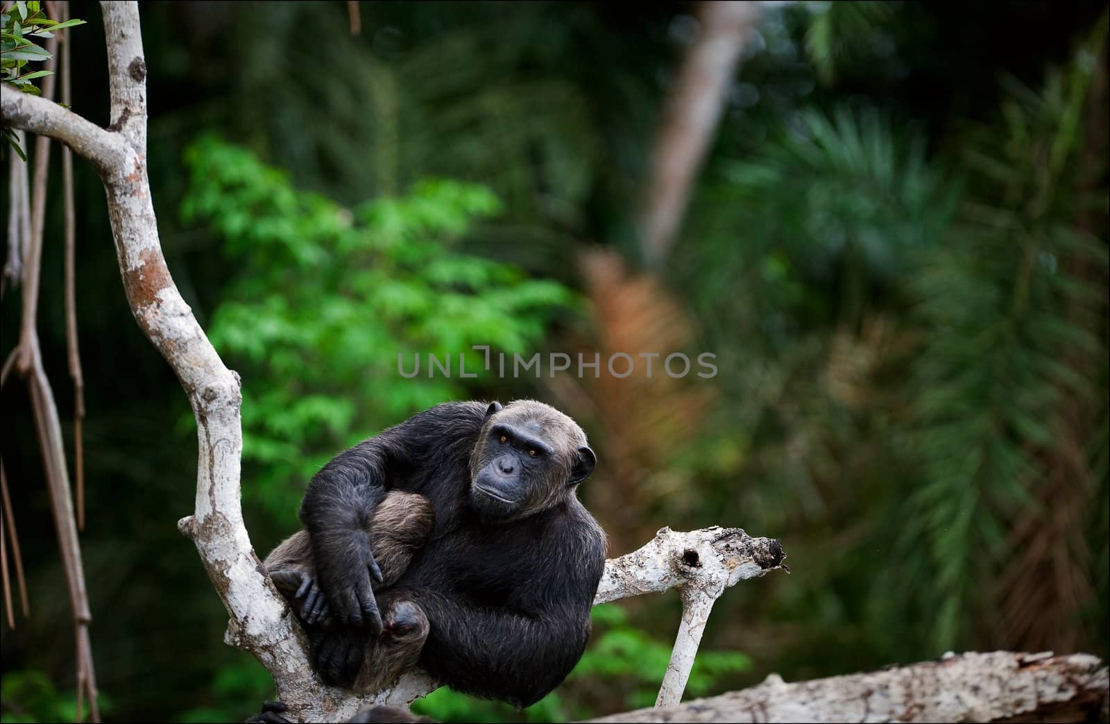 Portrait of the adult male  chimpanzee. by SURZ