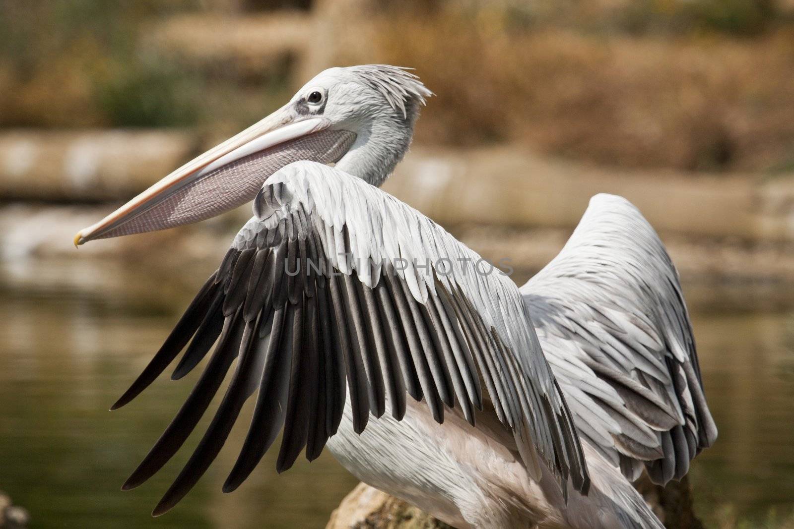 Close view of a Pink-backed Pelican bird on a zoo.