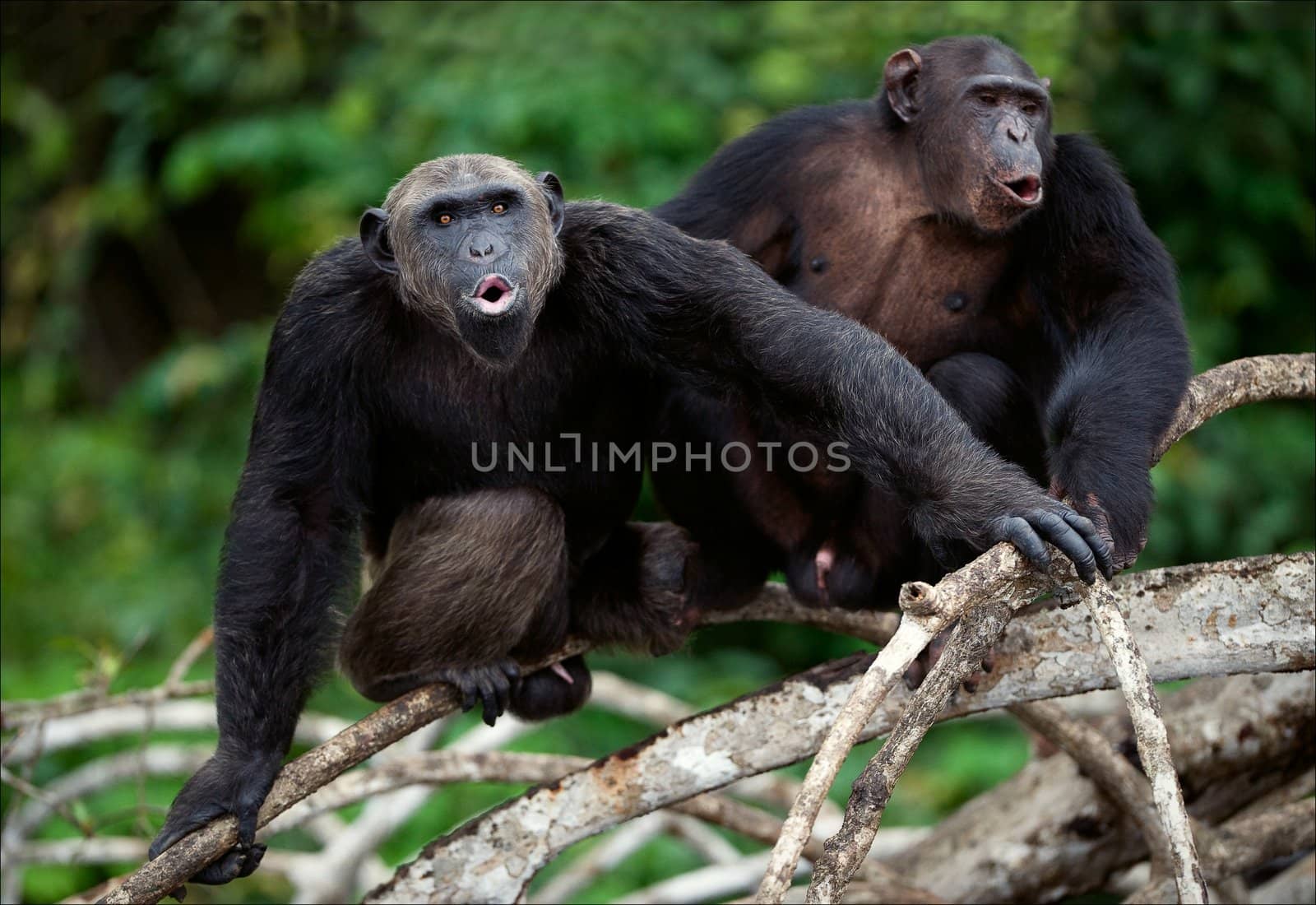 Songs. Chimpanzees sit on a tree branch in wood and songs bawl.