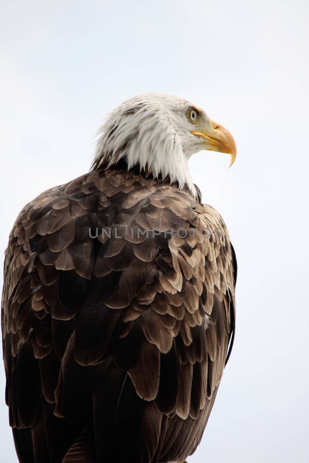 View of an American bald eagle bird of prey on top of a house.